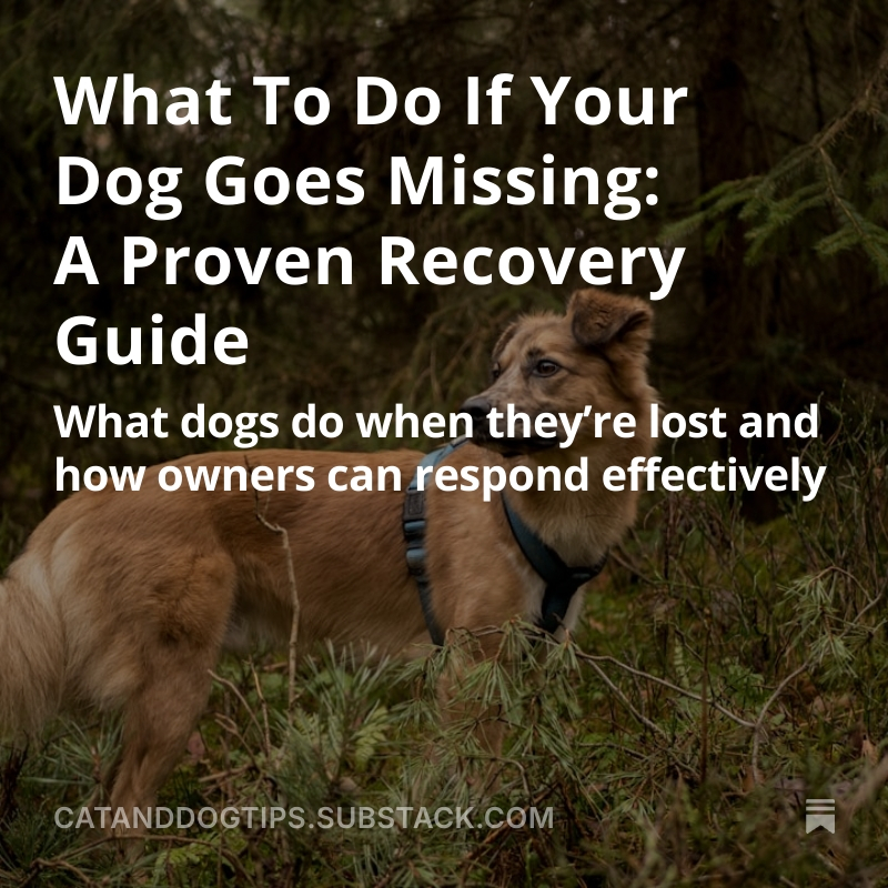 CatsAndDogsTips's tweet photo. Proven, evidence-based steps used by shelters, behaviorists, and successful recovery cases - especially in the critical first 24–72 hours #Dogs #DogMissing #Doglost #MissingDog https://t.co/fn8JBxRemZ https://t.co/rd1VktBWgl