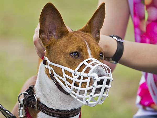AussieShepLover's tweet image. Is The Cage Dog Muzzle The Best Choice For Your Aussie? 🐾💖🎓⚕
australian-shepherd-lovers.com/cage-dog-muzzl…

🔶 Aussie Owner? Get our Official Guide to Aussie Training &amp;amp; Care here...
australian-shepherd-lovers.com/asl-ebook-fb

#australianshepherd #aussie #dogtraining #puppytraining #aussielovers