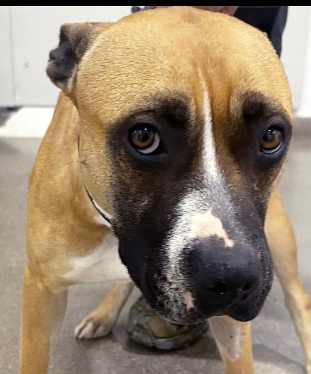 Ana Di Zacco tweet media