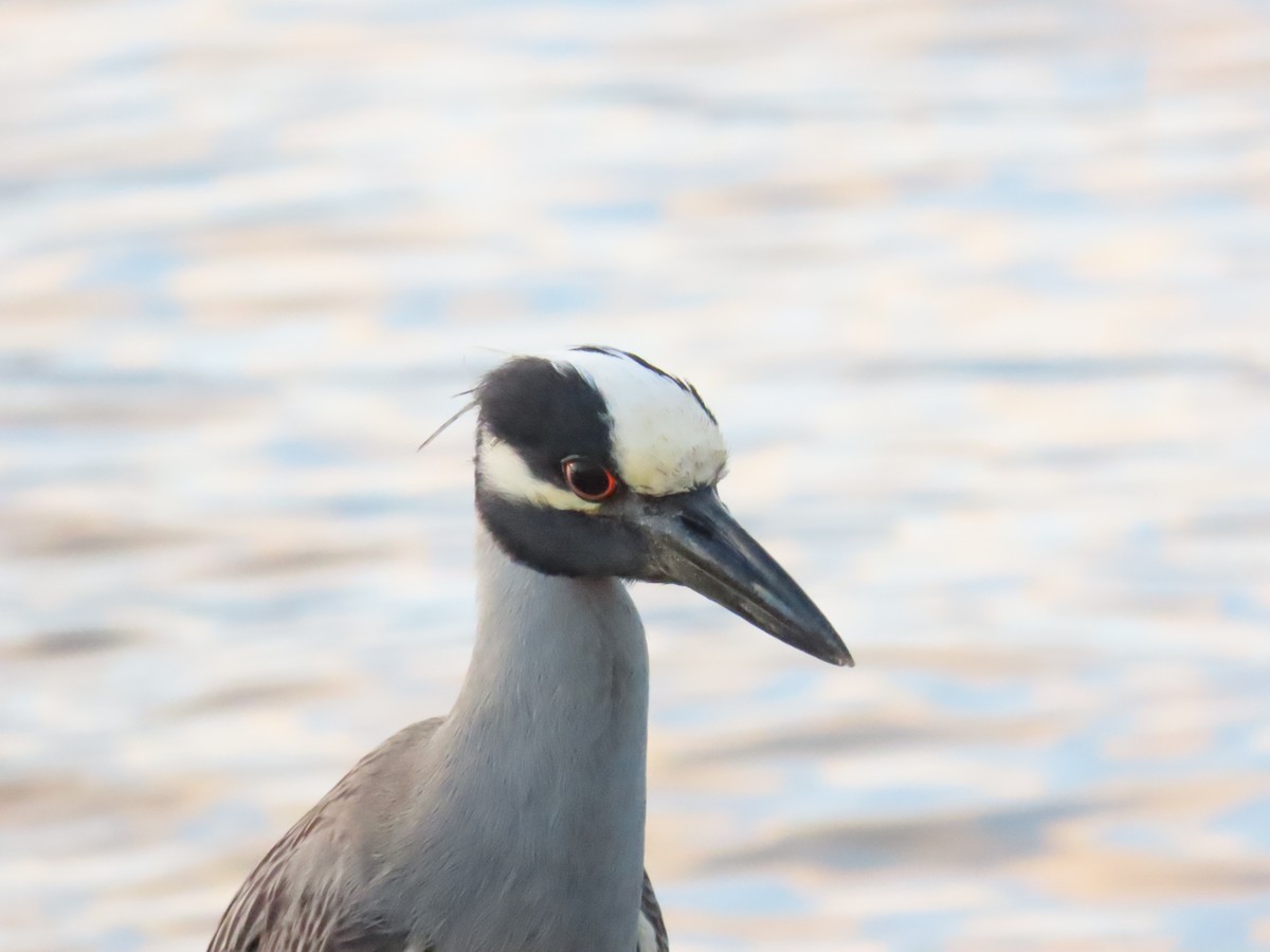 rbabox_la's tweet image. A Yellow-crowned Night Heron continues at Alamitos Peninsula Jetty ebird.org/checklist/S327… Photo: Nancy Salem #lacobirds #birding