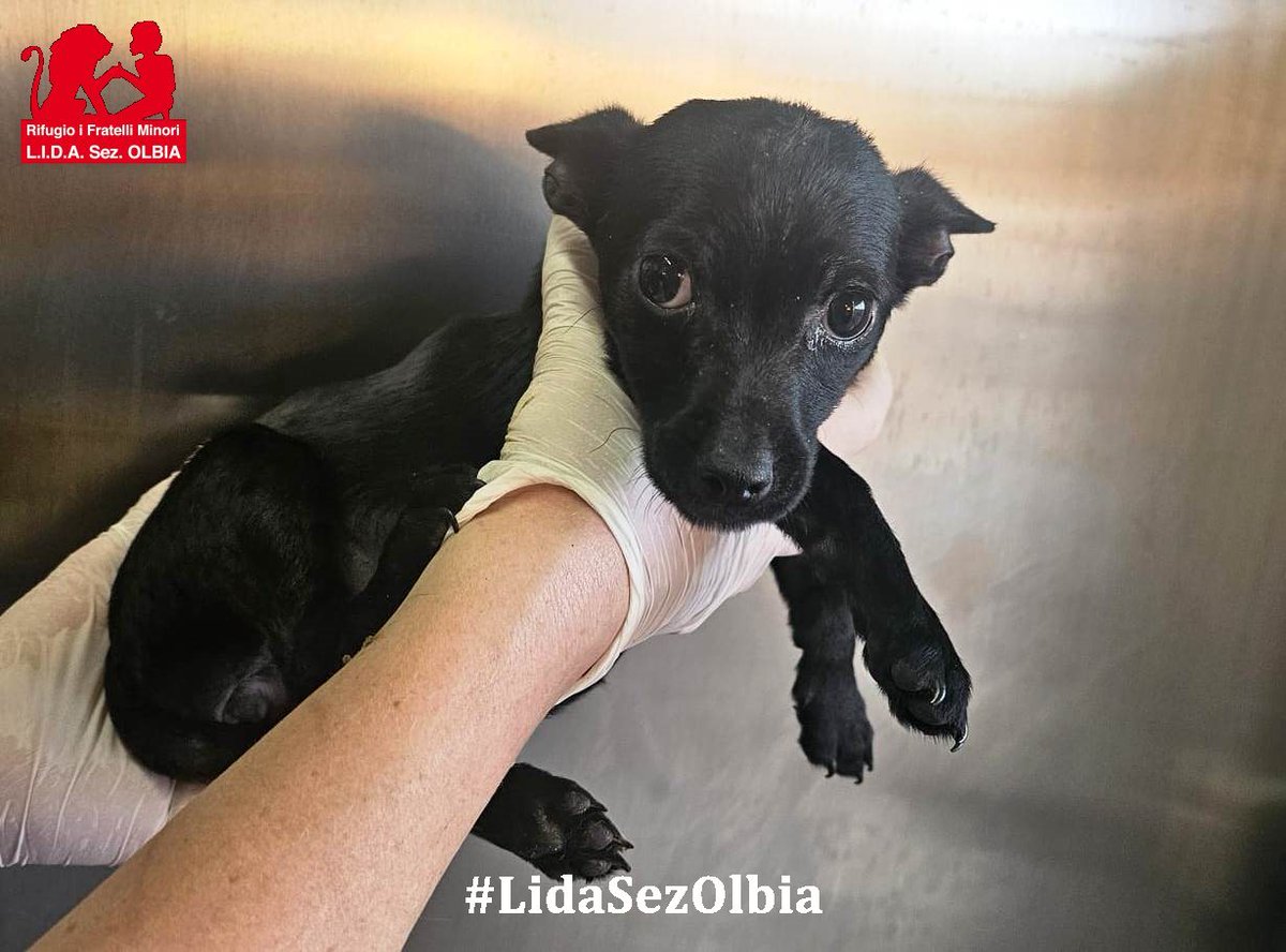 Lida sez. Olbia ODV tweet media