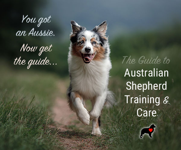 AussieShepLover's tweet image. The GUIDE TO AUSSIE TRAINING AND CARE Ebook! 🐾💖🎓
🔶 Created by Aussie Lovers, for Aussie Lovers...
🔶 OVER 40% OFF—GET YOUR COPY TODAY!!
🔶 Enter "ASL40" at Checkout 👍
australian-shepherd-lovers.com/asl-ebook-tw

#australianshepherd #aussie #dogtraining #puppytraining #aussielovers