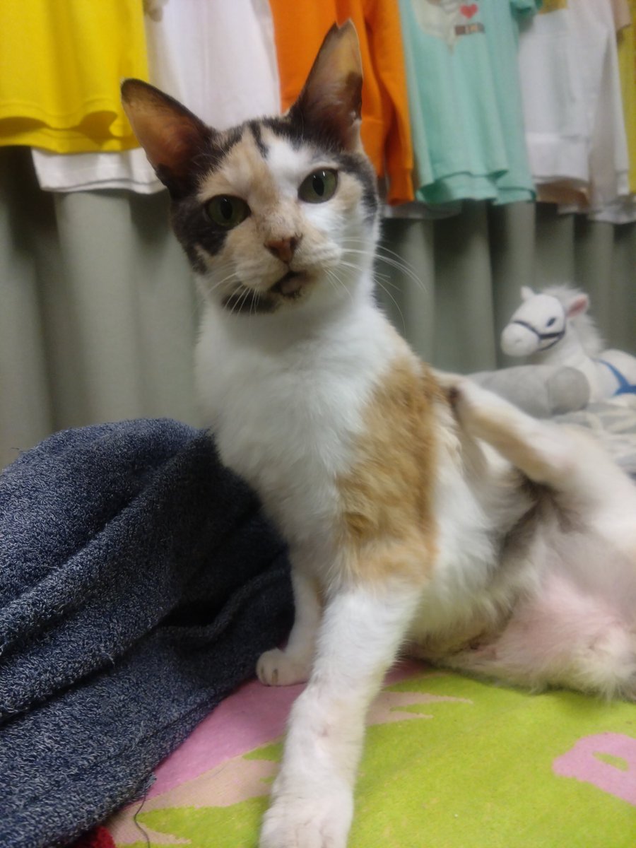 ミケちゃん tweet media