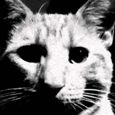 إسراء عكرمة tweet media