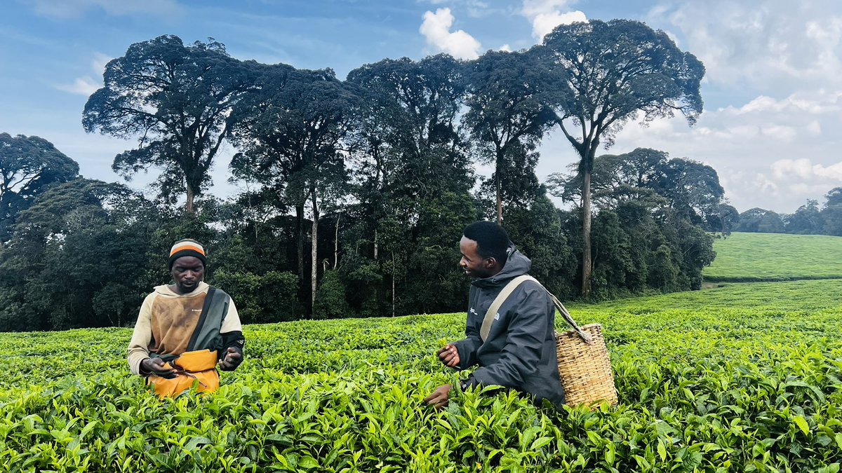 Good morning from Gisakura tea plantation, Rwanda 🇷🇼. I would like to ...