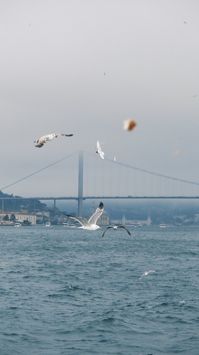Rahime Gül tweet media