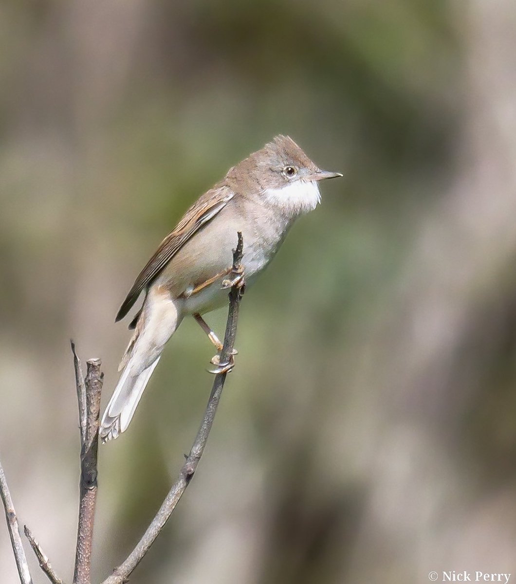 nickyperry82's tweet image. A few shots of another great days #birding in the vale. 38 species recorded including my first wheatear of the year.

#Twitternaturecommunity
#birdwatching
#Naturephotography
#NatureTherapy🏴󠁧󠁢󠁷󠁬󠁳󠁿