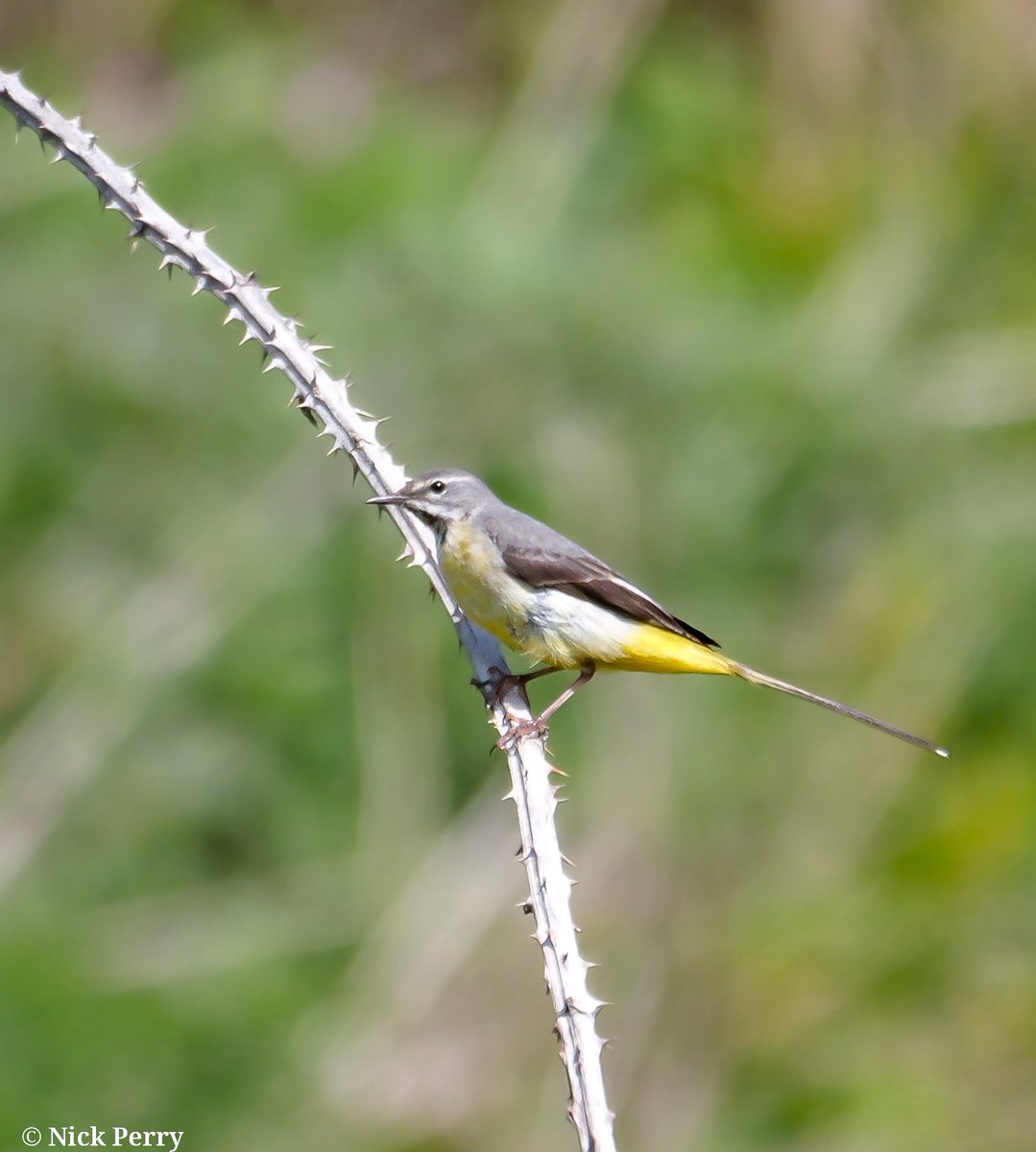 nickyperry82's tweet image. A few shots of another great days #birding in the vale. 38 species recorded including my first wheatear of the year.

#Twitternaturecommunity
#birdwatching
#Naturephotography
#NatureTherapy🏴󠁧󠁢󠁷󠁬󠁳󠁿