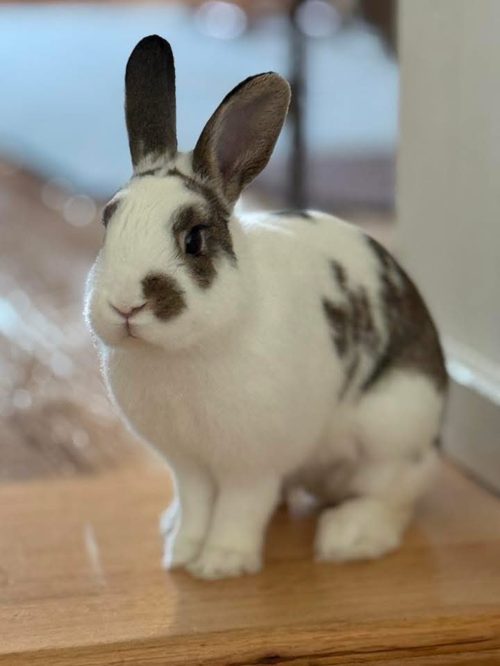 House Rabbit Society tweet media
