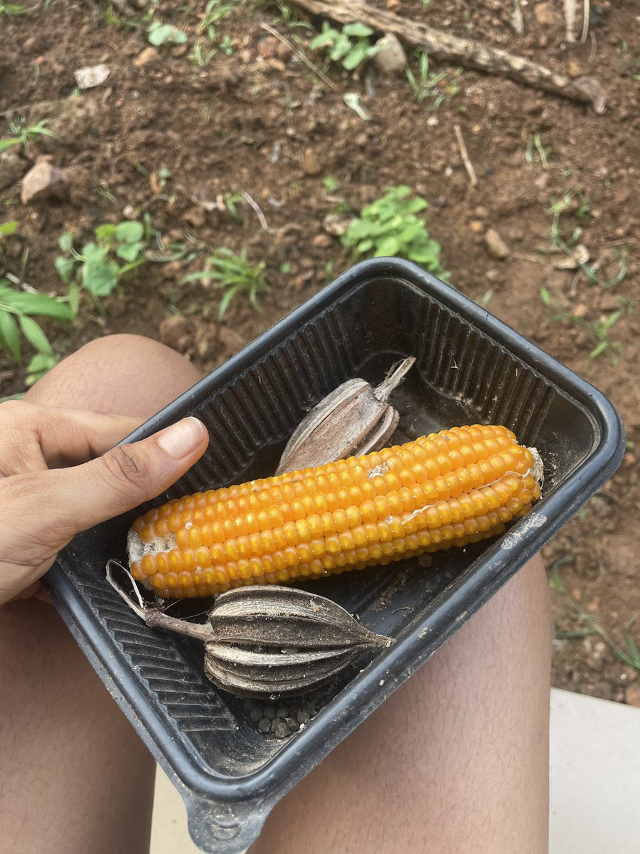 smartest girl on X tweet media