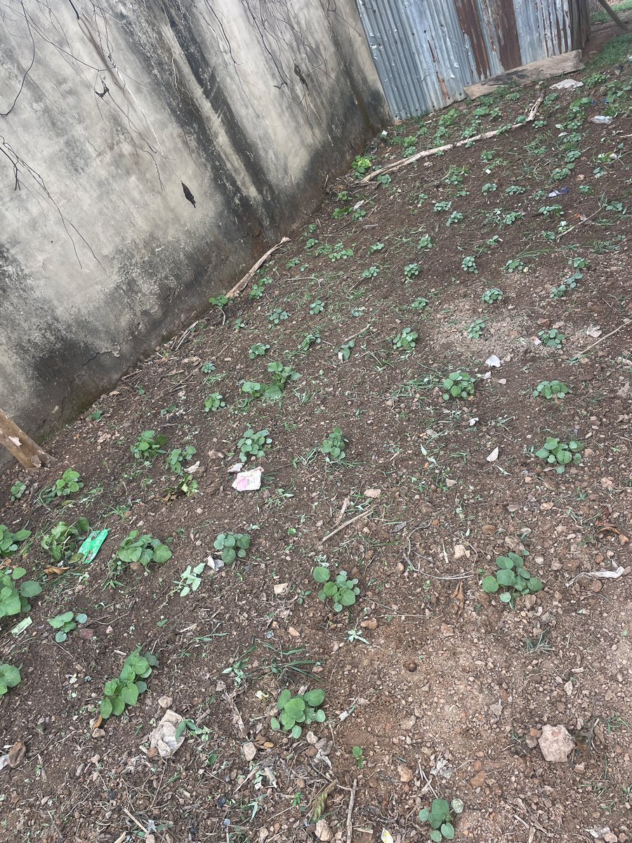 smartest girl on X tweet media