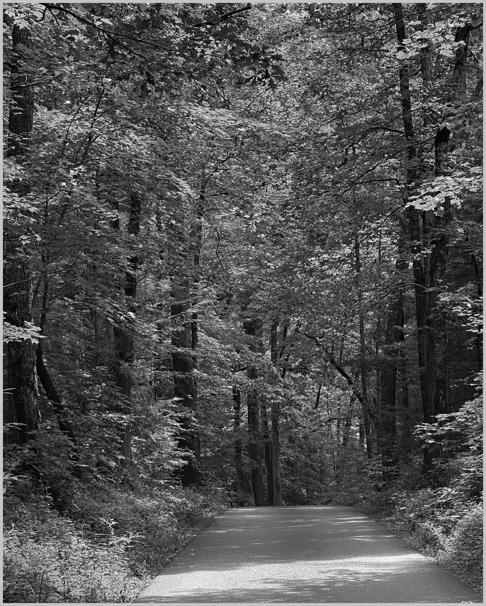 joannpip's tweet image. #NaturePhotography #PhotographyIsArt 

“The clearest way into the Universe is through a forest wilderness.”🌿
   - John Muir