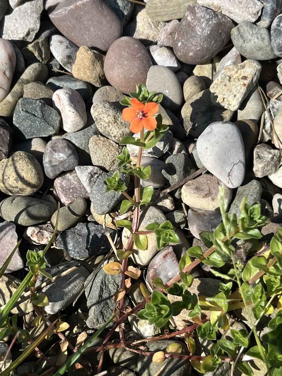 simonjveardley's tweet image. "We seek him here, we seek him there,
Those Frenchies seek him everywhere.
Is he in heaven? —Is he in hell?
That demmed, elusive Pimpernel?"

Lovely Scarlet Pimpernel spotted yesterday in #Chester #Cheshire @wildflower_hour @BSBIbotany #WildflowerHour