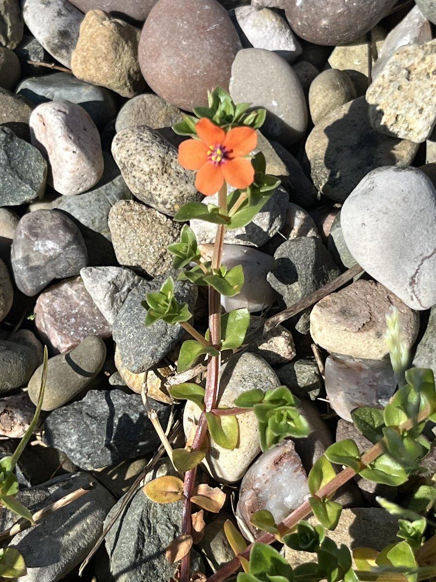 simonjveardley's tweet image. "We seek him here, we seek him there,
Those Frenchies seek him everywhere.
Is he in heaven? —Is he in hell?
That demmed, elusive Pimpernel?"

Lovely Scarlet Pimpernel spotted yesterday in #Chester #Cheshire @wildflower_hour @BSBIbotany #WildflowerHour