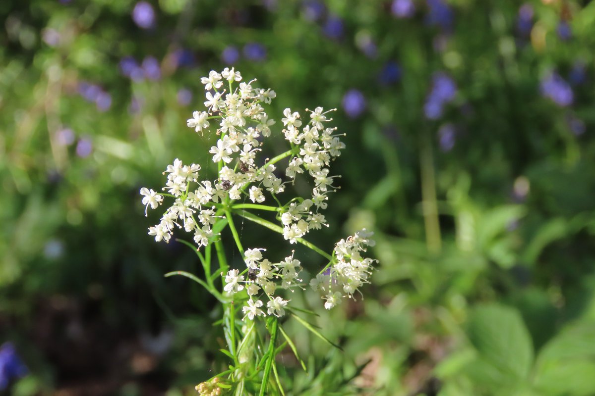 donnarainey4's tweet image. The Pignut has just started to flower this week in ocal woods, adding a lovely wispy feel. #wildflowerhour