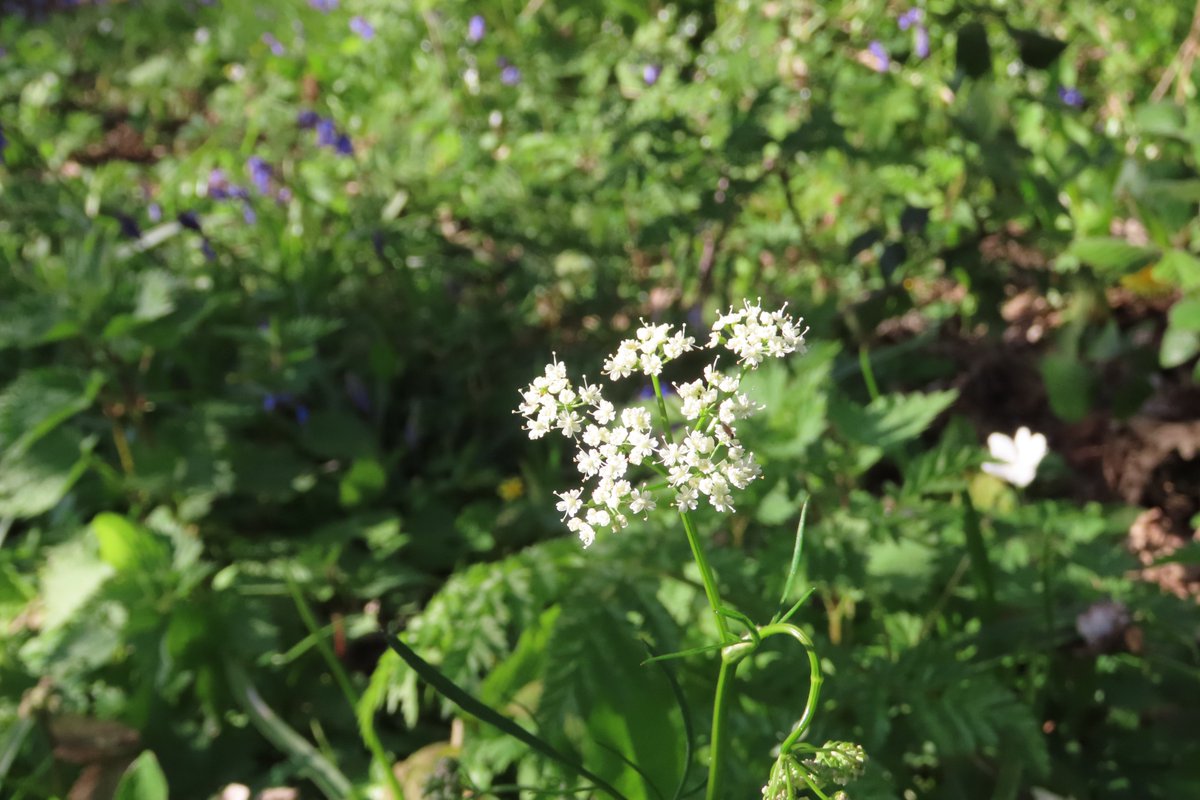 donnarainey4's tweet image. The Pignut has just started to flower this week in ocal woods, adding a lovely wispy feel. #wildflowerhour