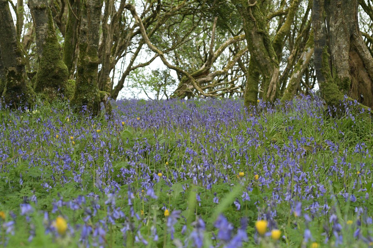 Delichon82's tweet photo. Beautiful bluebell grove under a ringfort from south Co Mayo this morning @BSBIbotany @wildflower_hour #wildflowerhour https://t.co/TUlxMl44fE