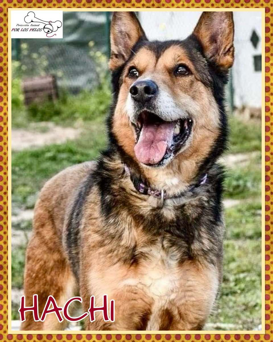 𝐏𝐎𝐑 𝐋𝐎𝐒 𝐏𝐄𝐋𝐎𝐒 tweet media