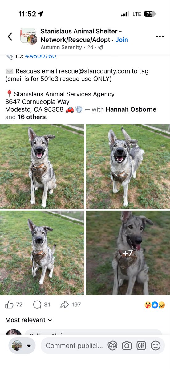 Zeus, returned to shelter because he’s a puppy, and a happy one at that 🙄