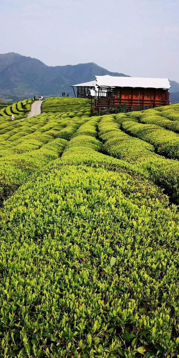 cesarine detienne tweet media