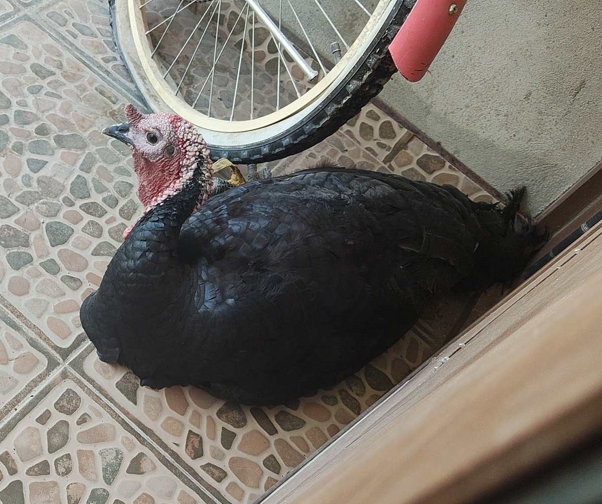 Min lvs Nanami tweet media