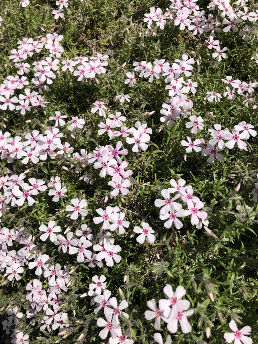 おはようございます
新しい週が始まりました

月曜日です

今日も気をつけて
無理せず行きましょう

穏やかな一日になりますように