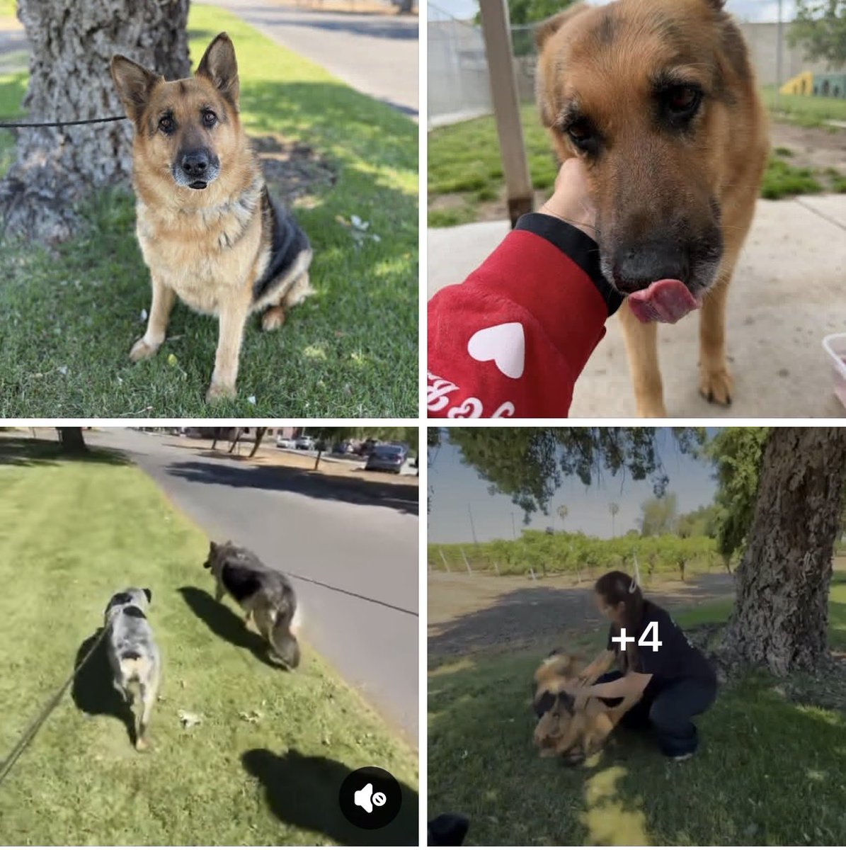 Judy, a sweet senior let down by people who don’t deserve to own dogs. Abandoned at 7yo.