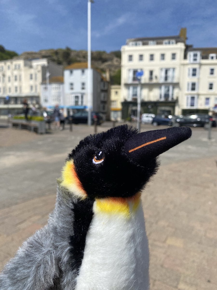 Perry the Penguin tweet media