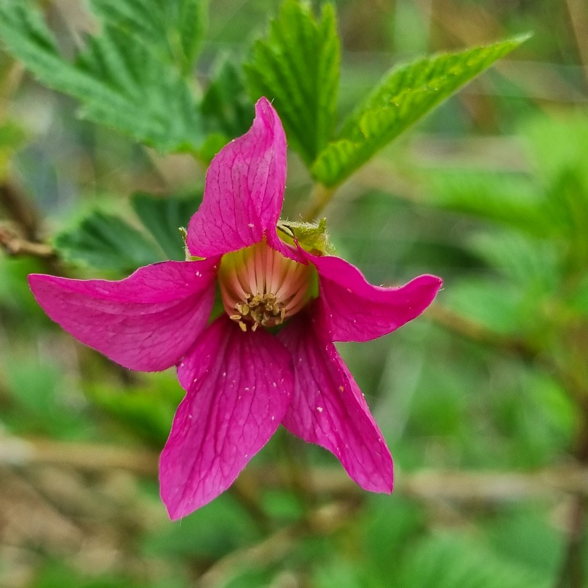 MerielGJones's tweet photo. #WildFlowerHour #PlantID What is this in a rural #hedgerow? Sort of looks like a raspberry,  but big red flowers! Pretty spiky too!! @wildflower_hour #Gwent https://t.co/qcVh19uvnR