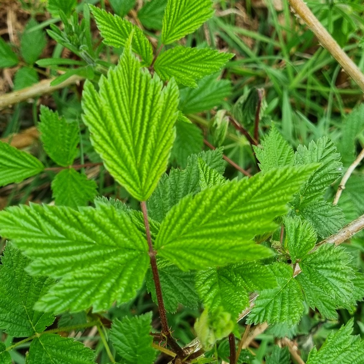 MerielGJones's tweet photo. #WildFlowerHour #PlantID What is this in a rural #hedgerow? Sort of looks like a raspberry,  but big red flowers! Pretty spiky too!! @wildflower_hour #Gwent https://t.co/qcVh19uvnR