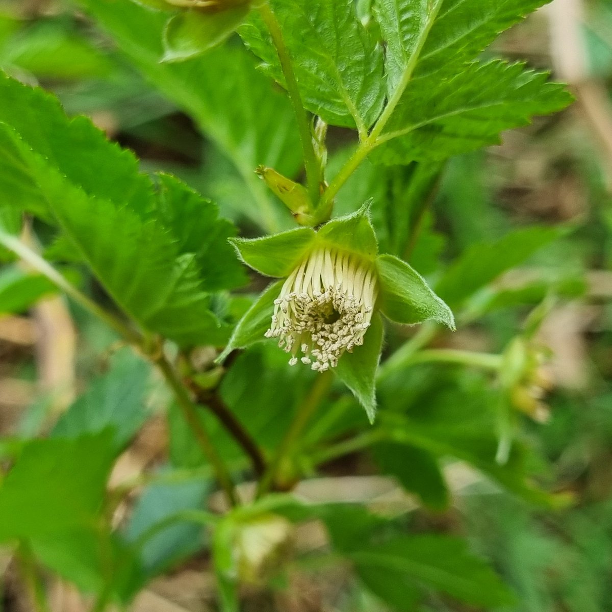 MerielGJones's tweet photo. #WildFlowerHour #PlantID What is this in a rural #hedgerow? Sort of looks like a raspberry,  but big red flowers! Pretty spiky too!! @wildflower_hour #Gwent https://t.co/qcVh19uvnR