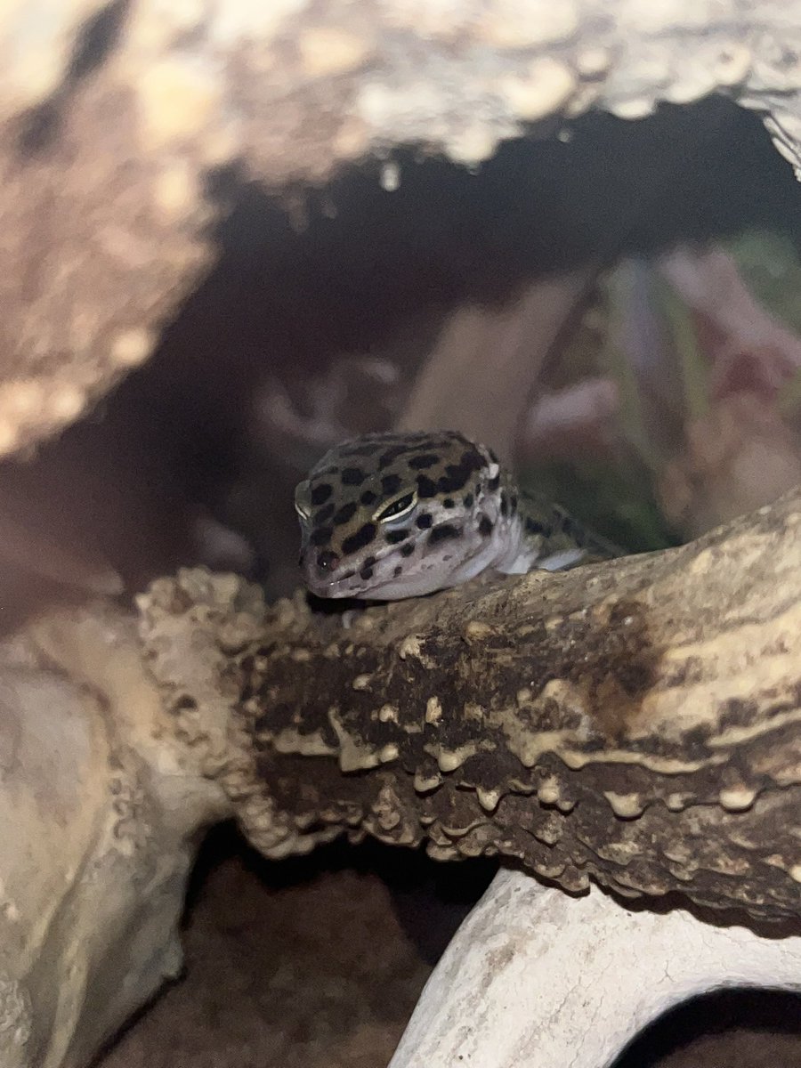 leon kennedy: eastern european gay porn edition tweet media