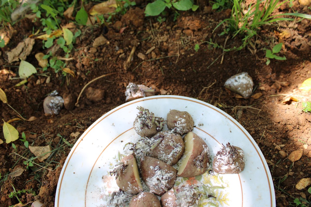 docsanderson's tweet image. #Scientists #Botany #Garden #Planting #Food @NatGeo @danpeckwx @HeartsofHeroes_ @Nature Lizzie you do a great job, your Team does, you really Remind me of Cassandra on #theLibrarians. hon as a #Vegetarian a #Potato bed is easy to make by yourself in almost no land Mwah #Irish Lee