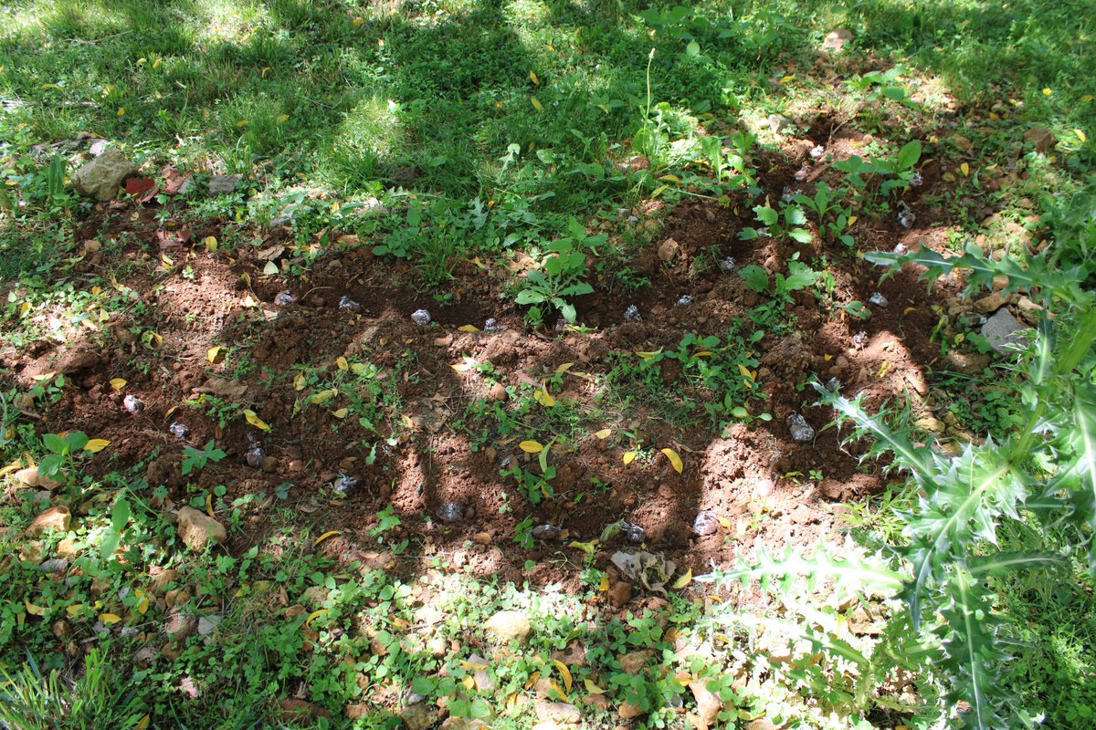 docsanderson's tweet image. #Scientists #Botany #Garden #Planting #Food @NatGeo @danpeckwx @HeartsofHeroes_ @Nature Lizzie you do a great job, your Team does, you really Remind me of Cassandra on #theLibrarians. hon as a #Vegetarian a #Potato bed is easy to make by yourself in almost no land Mwah #Irish Lee