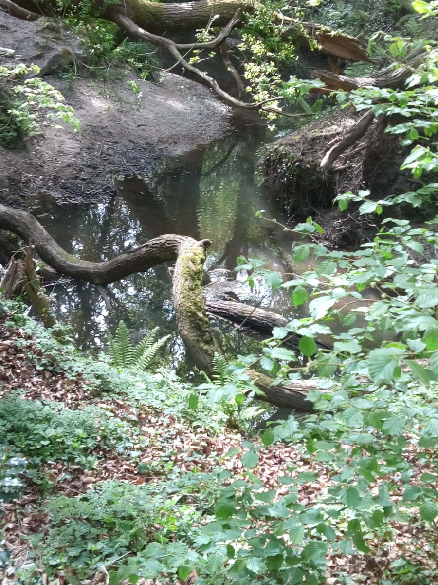 RedbridgePlus's tweet image. More photos from #springbreak in #Christchurch. #RedbridgePlus #Socialgroup #Redbridge #Ilford #Woodford #SevenKings