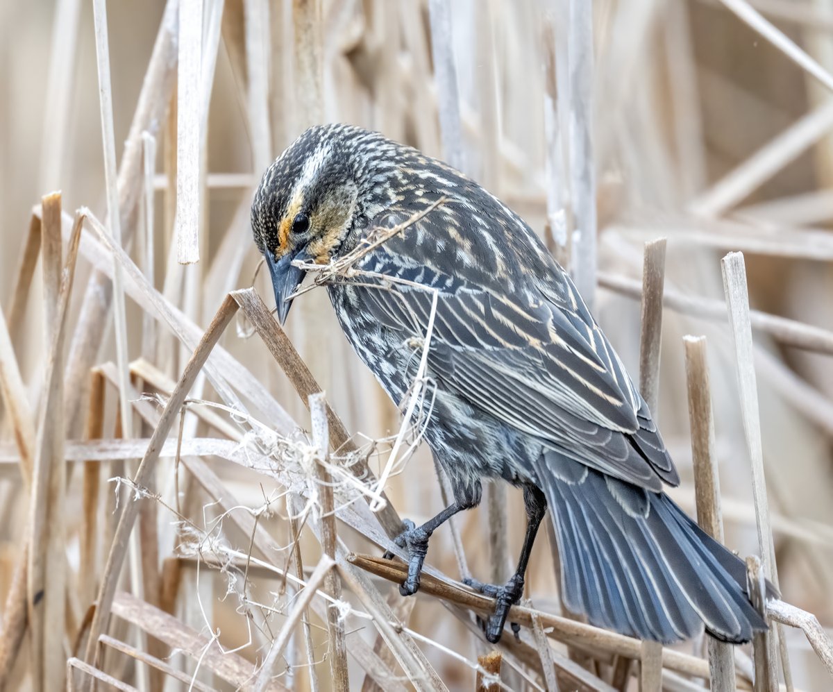JocAPhotography's tweet photo. A female Red-winged Blackbird gathers plant material to weave together to make her nest in the cattails. https://t.co/KHDTwG42ch