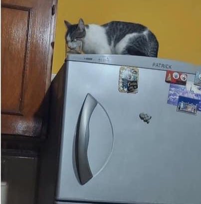 Animalitos en aprietos. tweet media