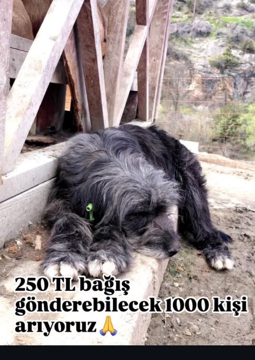 Güvenli Sokaklar tweet media