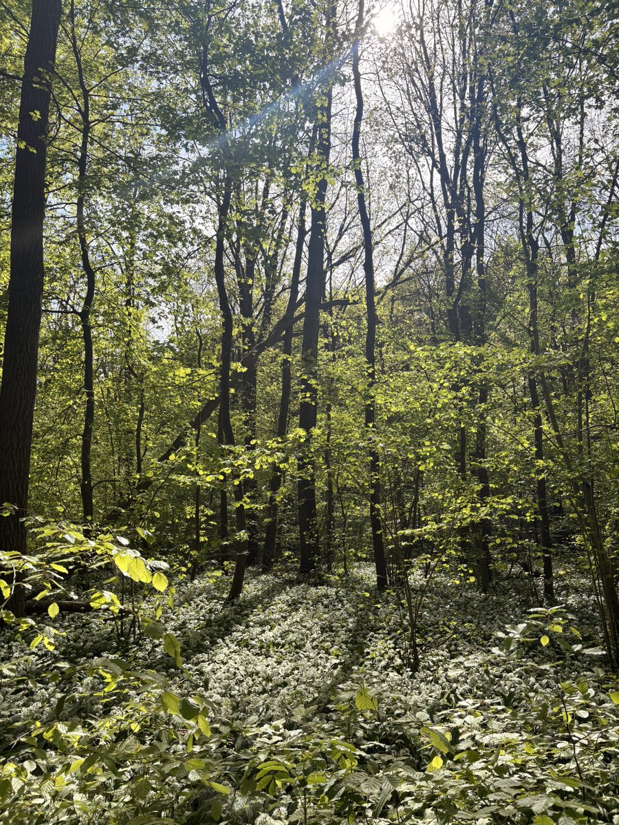 CelineMellaerts's tweet photo. En als laatst,
Nog net niet te laat voor het uitbloeien van de hyacinten.
Het Hallerbos🪻🥹🤍
Wat een sprookjesbos! https://t.co/AwVNZvkcsz