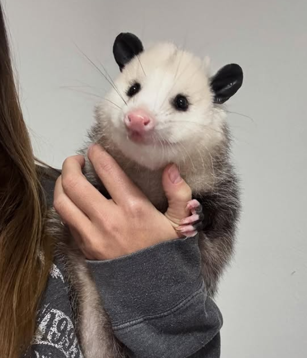 Ciro Ciruja 🟨⬛ tweet media