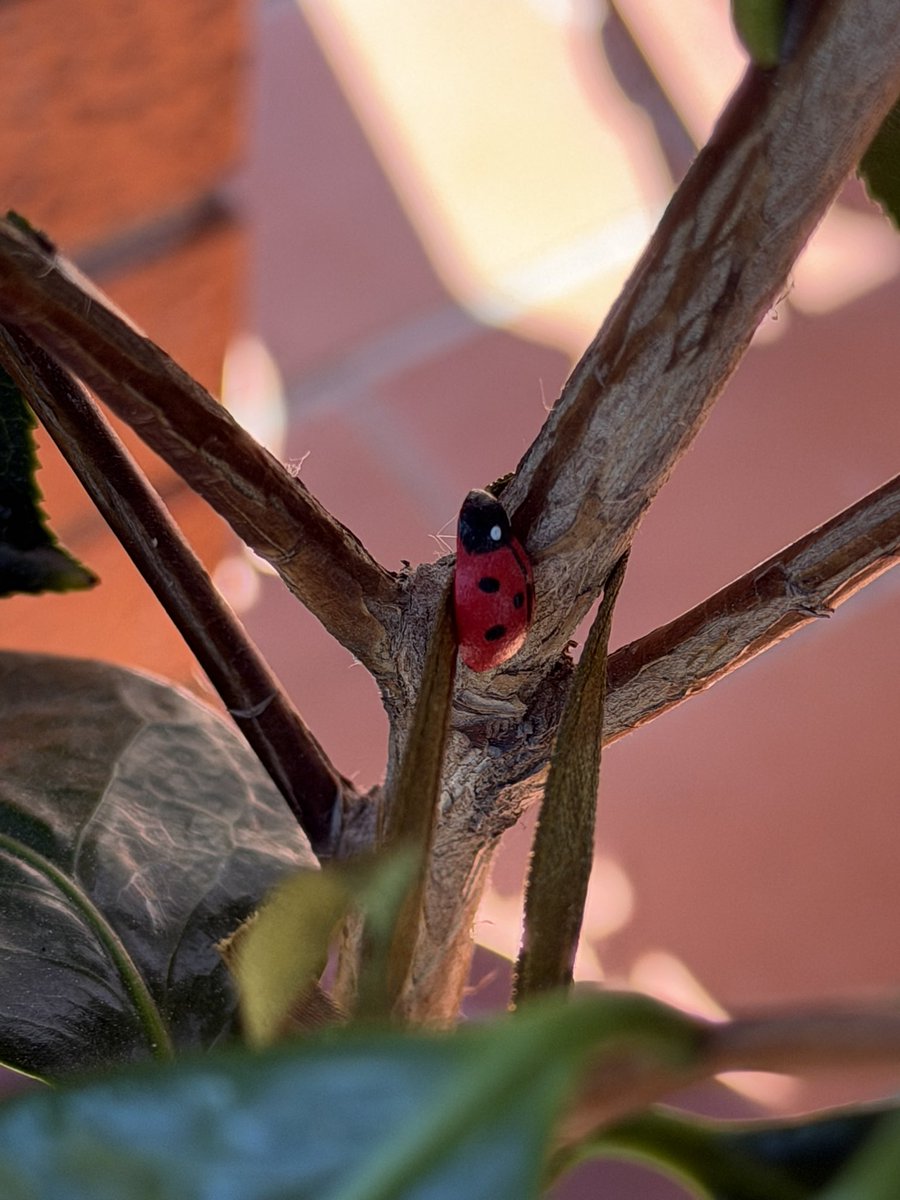 a_brownideas's tweet image. Little animals
#shotoniphone #nature