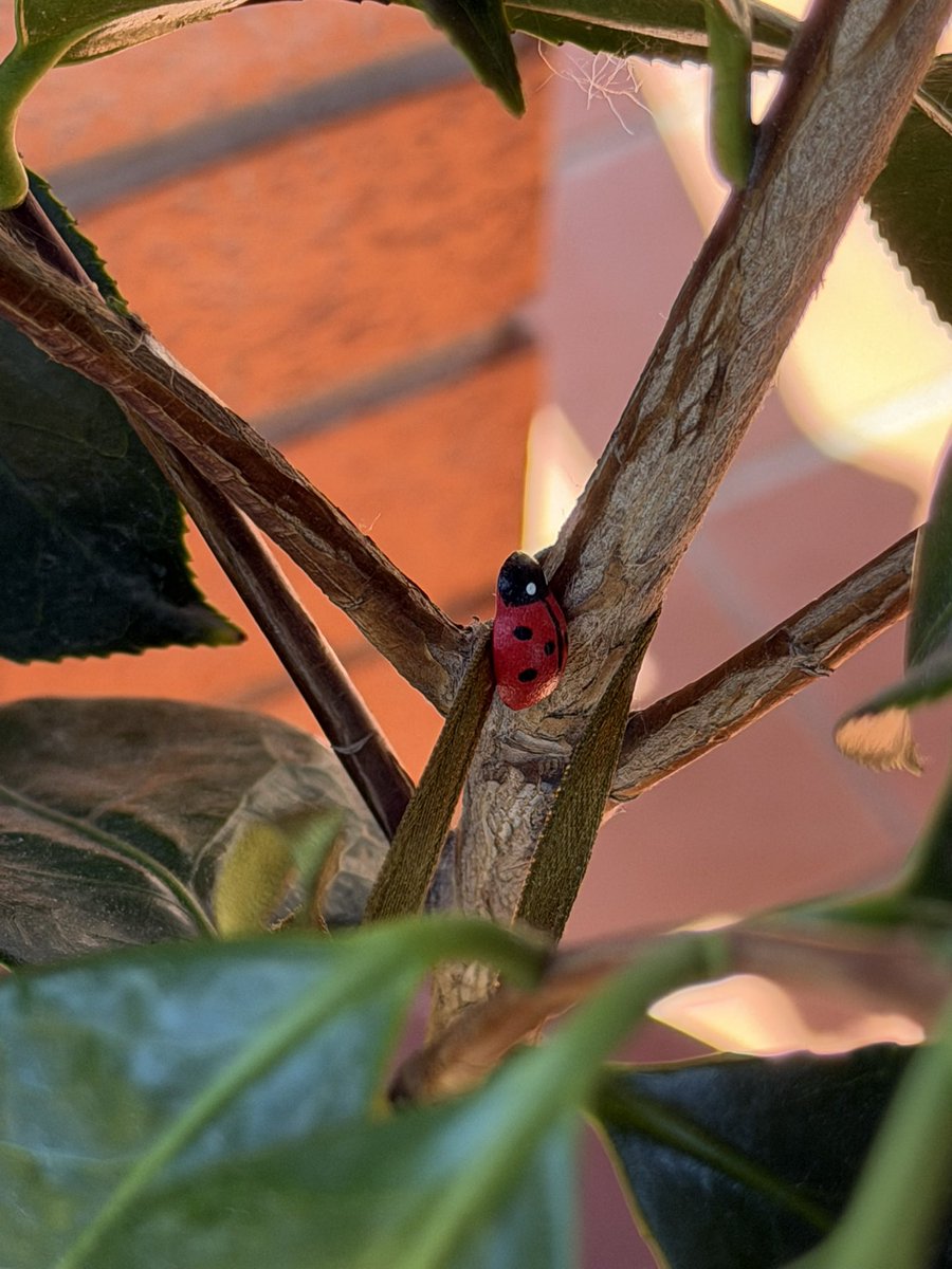 a_brownideas's tweet image. Little animals
#shotoniphone #nature