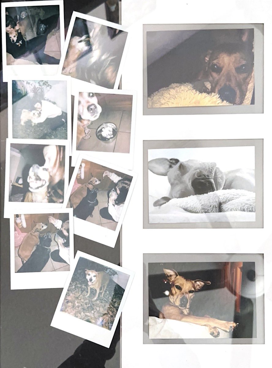 abbie⸆⸉🐞 tweet media