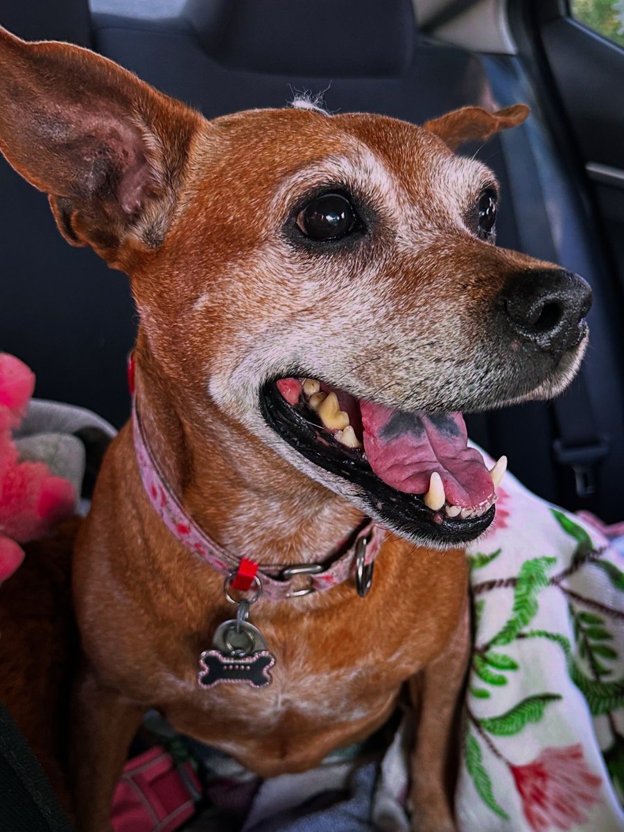 abbie⸆⸉🐞 tweet media