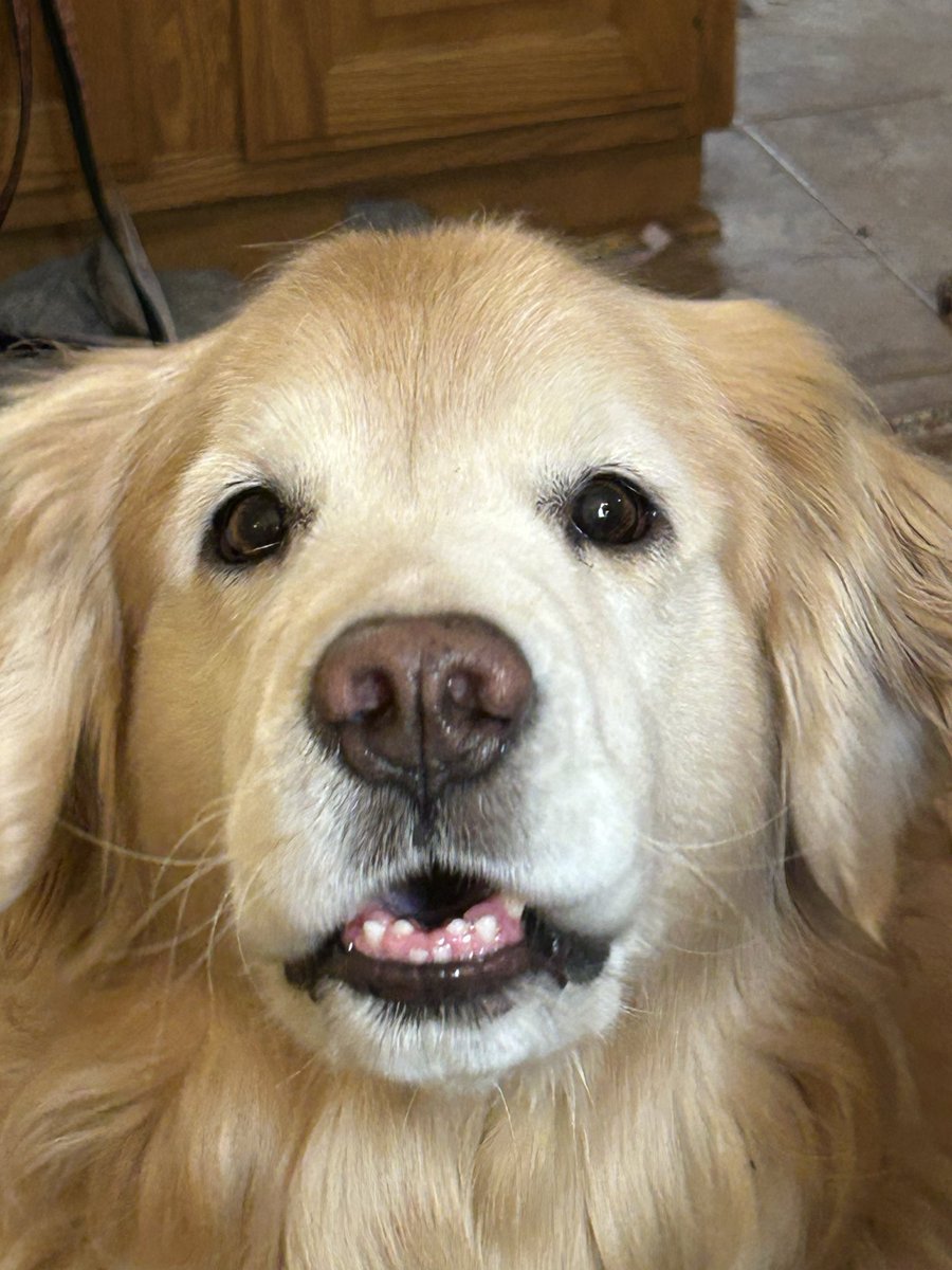 smbgoldendog's tweet photo. @catturd2 Awwww.  Nothing like having a did James Whiskey these days! 🐾🐾❤️ https://t.co/qyHgLs5MDI