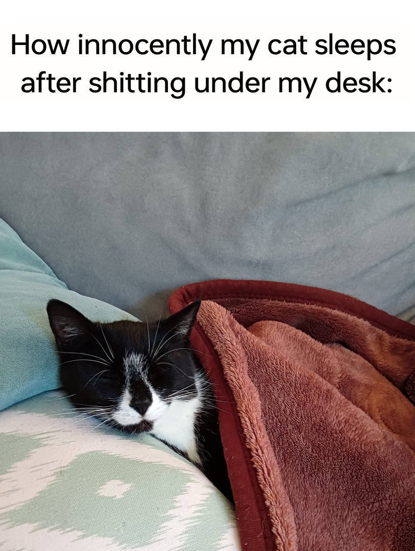 memesalvatore's tweet image. literally my cat💔 /u/hankhank_21 #memes #dankmemes