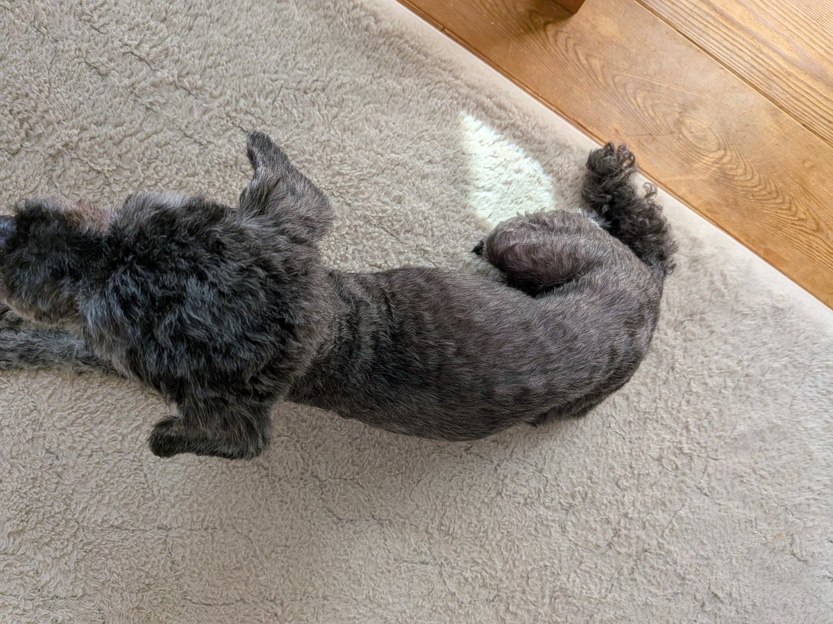 Club夜遊＠Twitch tweet media