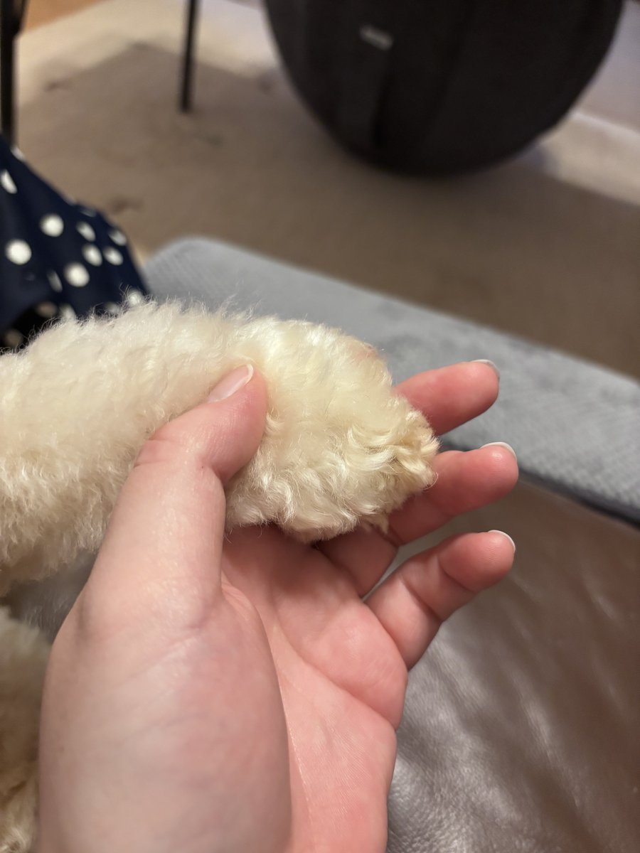 TaeTae_Nushi's tweet photo. 犬、急におてて繋いでくることがある🤝🏻🤝🏻
たぶん何か言いたいんだろうけど、、一言でも何か話してくれないかなと毎日思う🥺 https://t.co/9uPD8fwPyL
