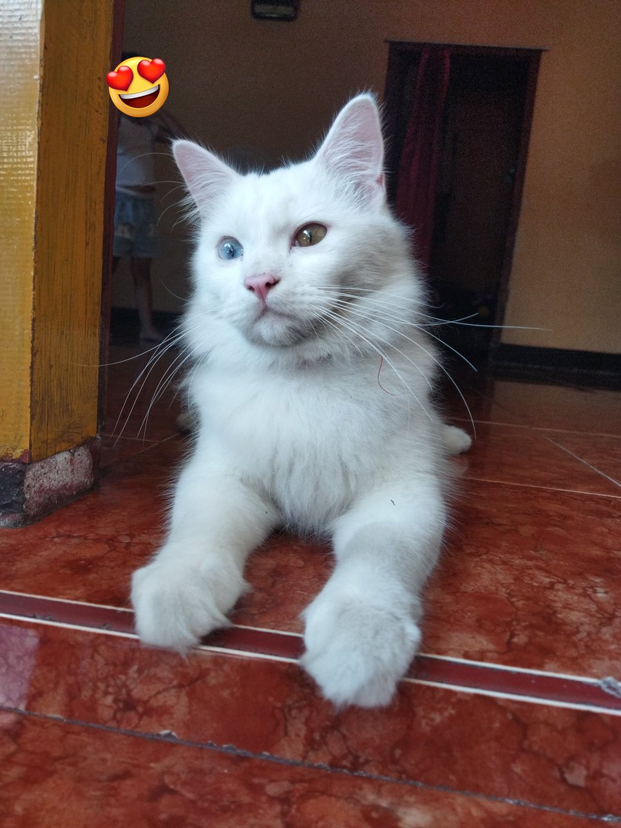 undeuxtroiss__'s tweet photo. @Itsjustgreen1 @tanyarlfes Dialaahhh kucing pembalapkuuu. Baru 10 bulan umurnya. Asliiii ngebutttt bangettt larinya. Abis tu suka manjat pohon gatau cara turuuunnn. https://t.co/4hOOHI2Ulq