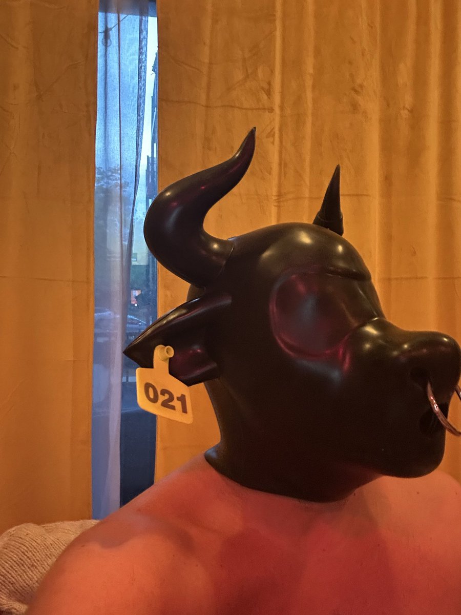 the real iotapup tweet media